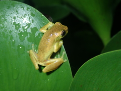 Dendropsophus carnifex