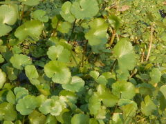 Hydrocotyle ranunculoides