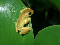 Dendropsophus carnifex