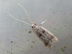 Deltoplastis apostatis