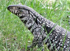 Argentine Black and White Tegu photo 4