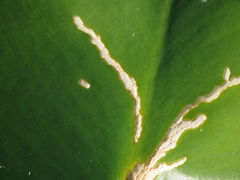 Onychylis nigrirostris