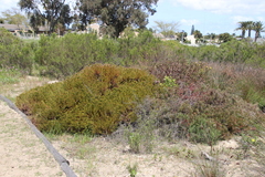 Serruria aemula