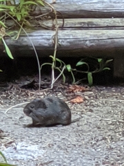 Microtus californicus