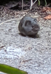 Microtus californicus