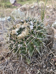 Parodia mammulosa