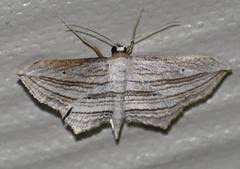 Arcobara multilineata