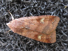 Diarsia canescens