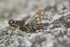 Muschampia floccifera