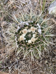 Parodia mammulosa