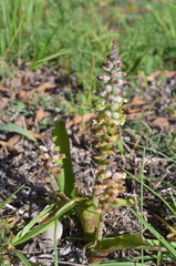 Lachenalia variegata