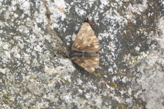 Muschampia floccifera