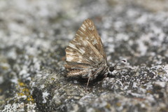 Muschampia floccifera