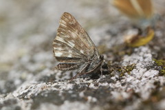 Muschampia floccifera