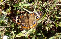 Junonia coenia coenia