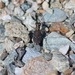 Eastern Red-Bellied Tiger Beetle - Photo (c) Zac Cota, some rights reserved (CC BY-NC), uploaded by Zac Cota