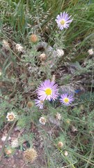 Machaeranthera tanacetifolia