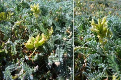 Astragalus miguelensis