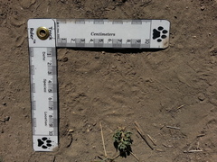 Perognathus