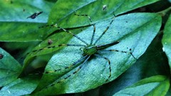 Peucetia madagascariensis