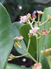 Pimenta racemosa