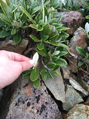 Brachyglottis adamsii