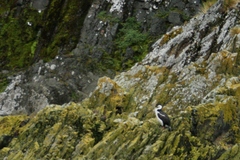 Leucocarbo georgianus