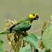 Yellow-eared Parrot - Photo (c) Arley Vargas, some rights reserved (CC BY-NC-ND)