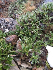 Brachyglottis adamsii