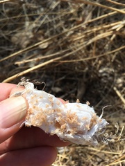 Calisoga longitarsis