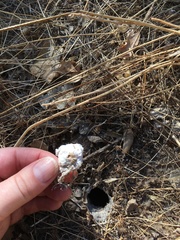 Calisoga longitarsis