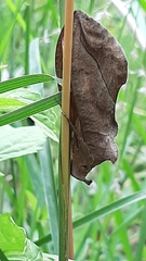 Eudocima serpentifera