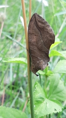 Eudocima serpentifera