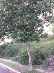 Pimenta racemosa