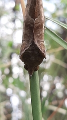 Eudocima serpentifera