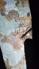 Neotama mexicana