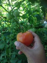 Solanum lycopersicum