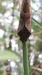 Eudocima serpentifera