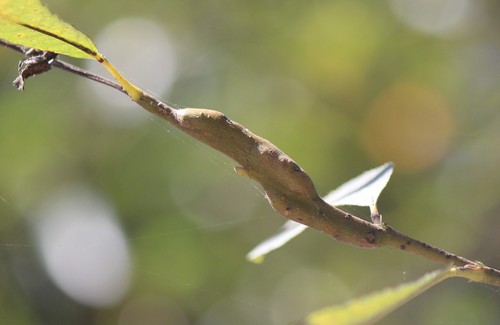 Arroyo Willow Sawfly