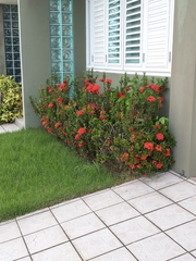 Ixora coccinea