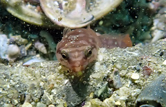 Aspasmogaster costata