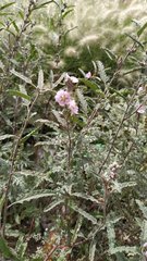 Sphaeralcea angustifolia