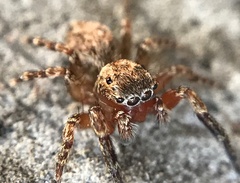 Mexigonus morosus