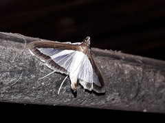 Diaphania elegans