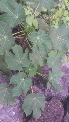 Cnidoscolus aconitifolius