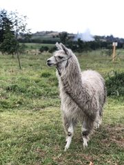 Lama glama