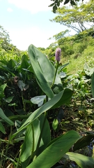 Pontederia sagittata