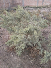 Atriplex lampa