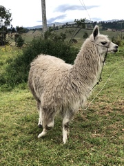Lama glama