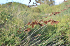 Thamnochortus spicigerus